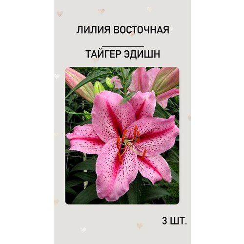 Лилия Тайгер Эдишн, луковицы многолетних цветов