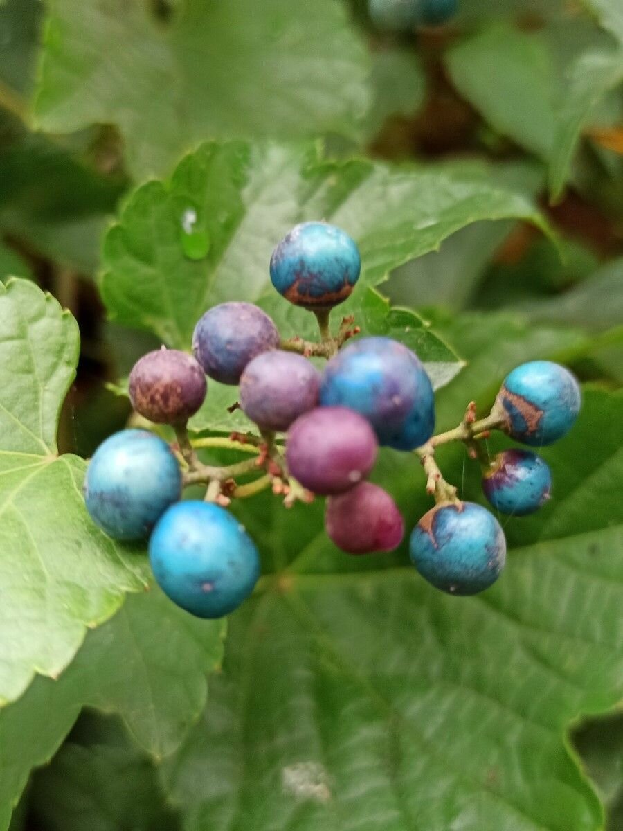 Семена Виноградовник японский (Ampelopsis japonica), 10 штук