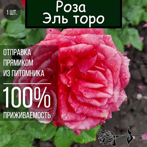Саженец розы Эль Торо / Роза флорибунда розы флорибунда нина вейбул