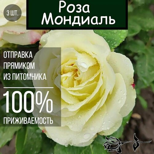 роза мондиаль чайно гибридная Саженец розы Мондиаль 3 шт./ Чайно гибридная роза