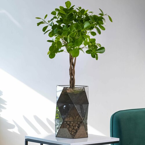 Фикус Моклеме в кашпо Днк 85 см напольное кашпо 10990₽