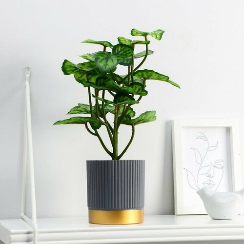 Бонсай в горшке Алоказия круглолистная 95х27 см 1467₽