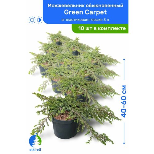 Можжевельник обыкновенный Green Carpet (Грин Карпет) 40-60 см в пластиковом горшке 3 л, саженец, хвойное живое растение, комплект из 10 шт