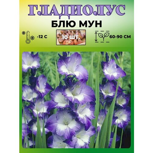 Гладиолус крупноцветковый луковицы 10шт 390₽