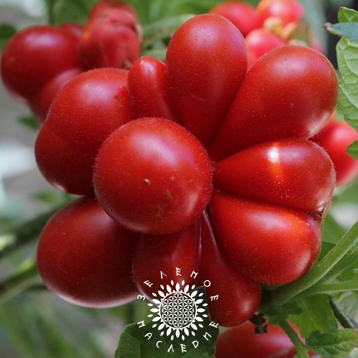 Семена Томат Вояж (лат. Solanum lycopersicum) 10шт от Green Legacy