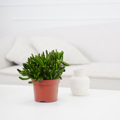 Суккулент Хоббит