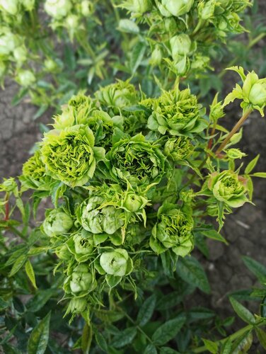 Изображение товара Роза японская Принцесса Мидори (Princess Midori) 2 шт / роз, многолетняя