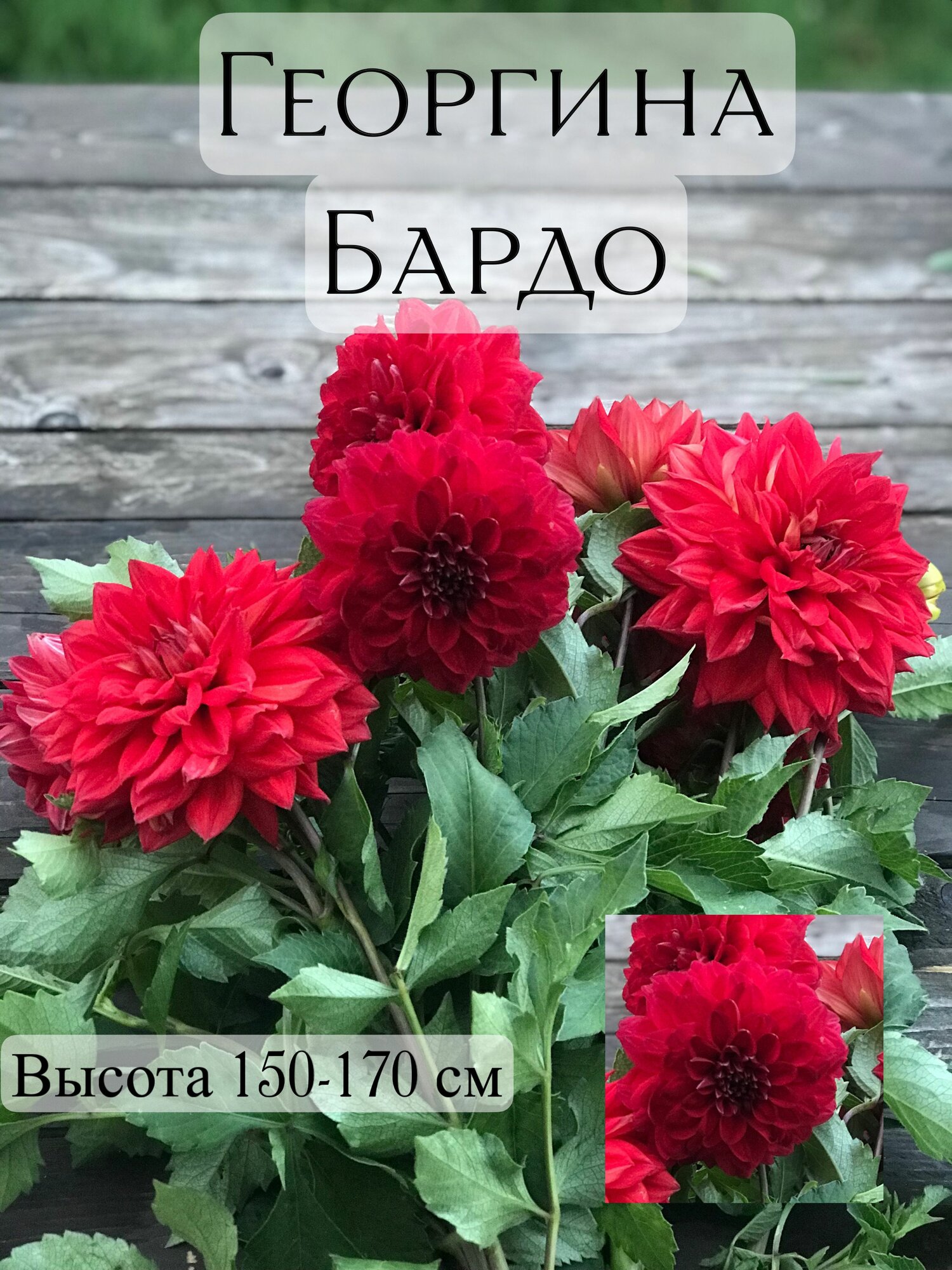 Георгины декоративные многолетние сорт Бардо клубень