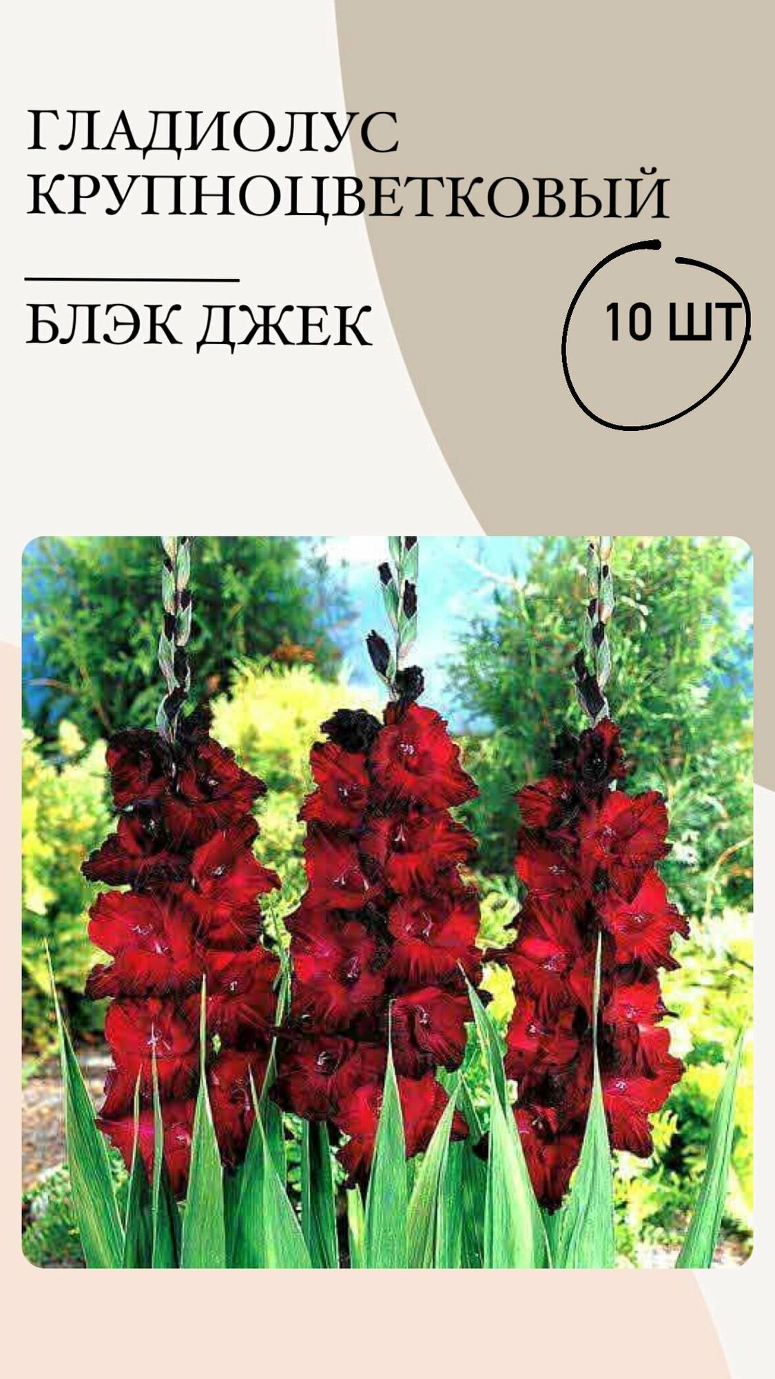 Гладиолус крупноцветковый, луковицы многолетних цветов