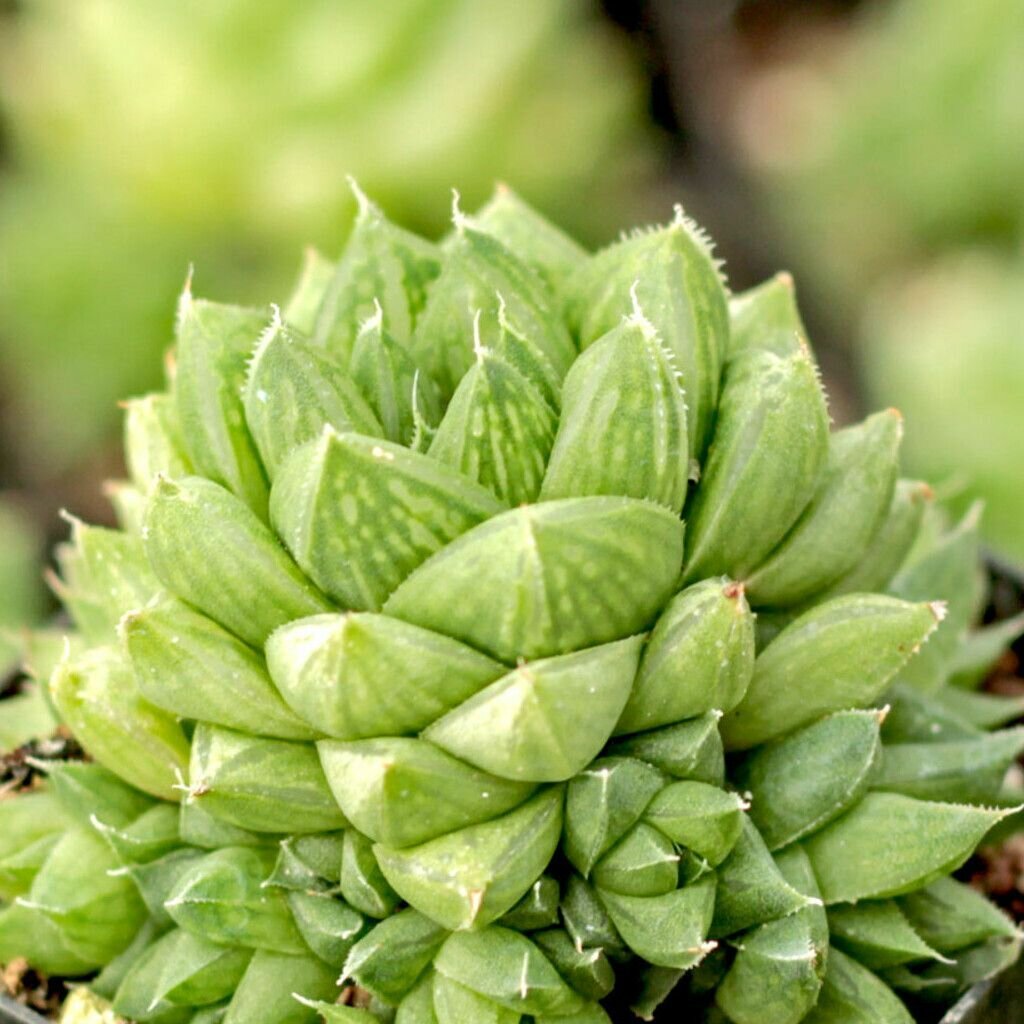 Хавортия Льдевидная Груп (Haworthia Сymbiformis Group) D5см