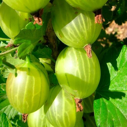 Саженец крыжовника Малахит