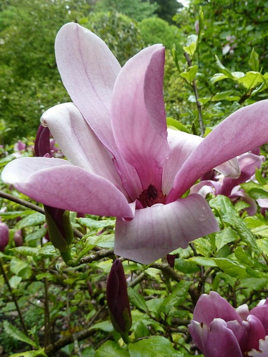 Семена Магнолия лилиецветная (Magnolia liliiflora), 5 штук