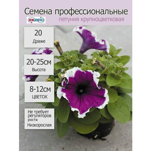 Петуния крупноцветковая Лимбо Джи Пи Виолет Пикоти 20шт