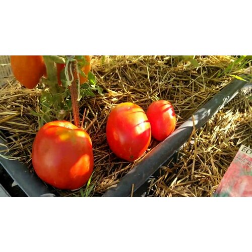 Коллекционные семена томата Чудо- Юдо