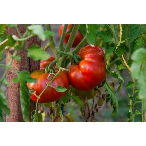 Коллекционные семена томата Гордость Сибири коллекционные семена томата гордость сибири