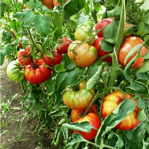 Коллекционные семена томата 1884 сезон 2023 семена томатов спрут розовый средне ранние 12 шт в упаковке