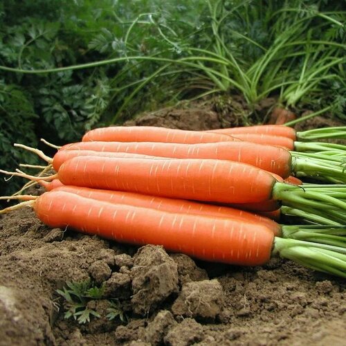 Коллекционные семена моркови Монастырская