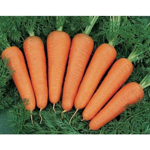 Коллекционные семена моркови Мустанг F1