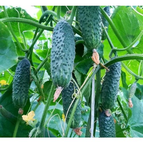 Коллекционные семена огурца Крош F1