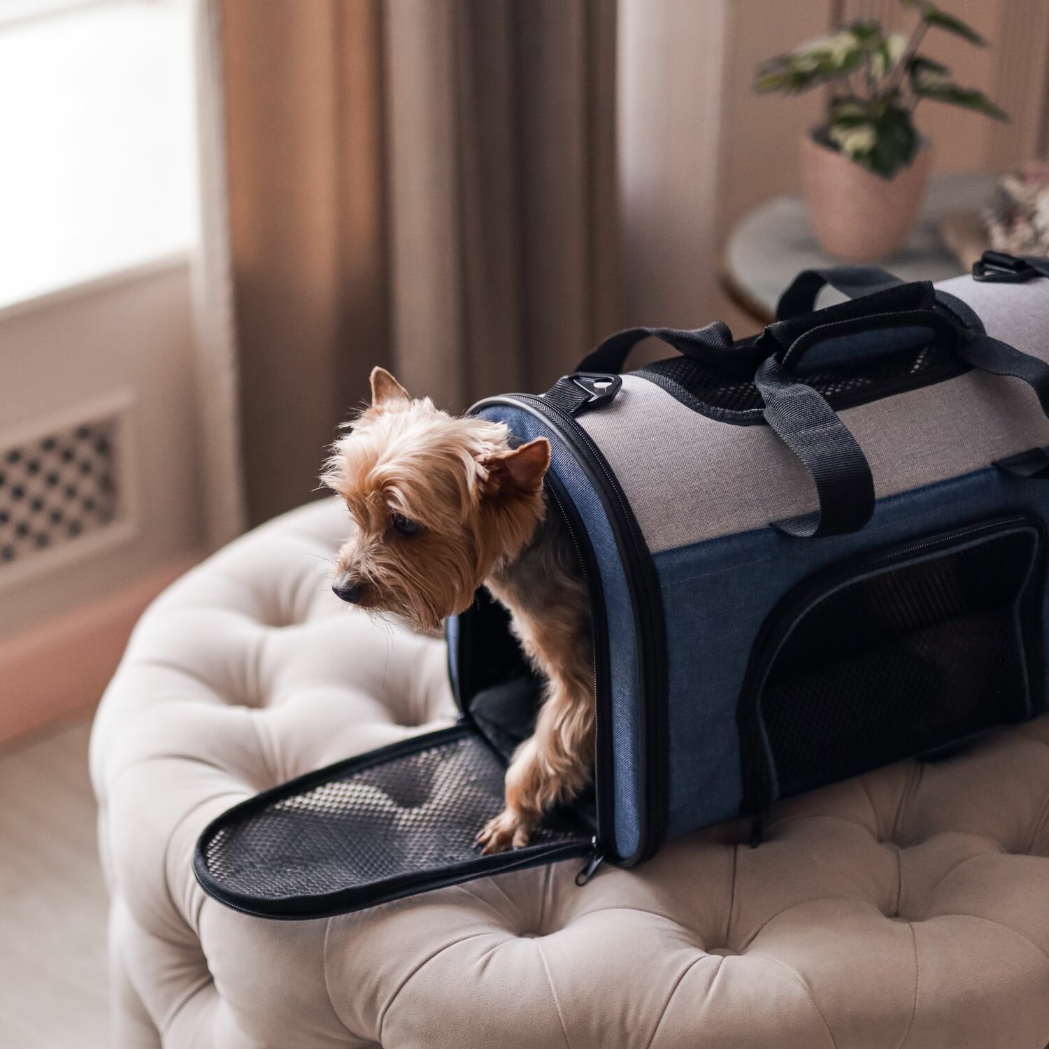 Сумка-переноска для животных, для кошек, для собак, "Не Один Дома" Bag, синий, 40х25х30 см Hoff - фото №9