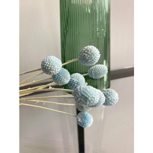 Краспедия голубая 700₽