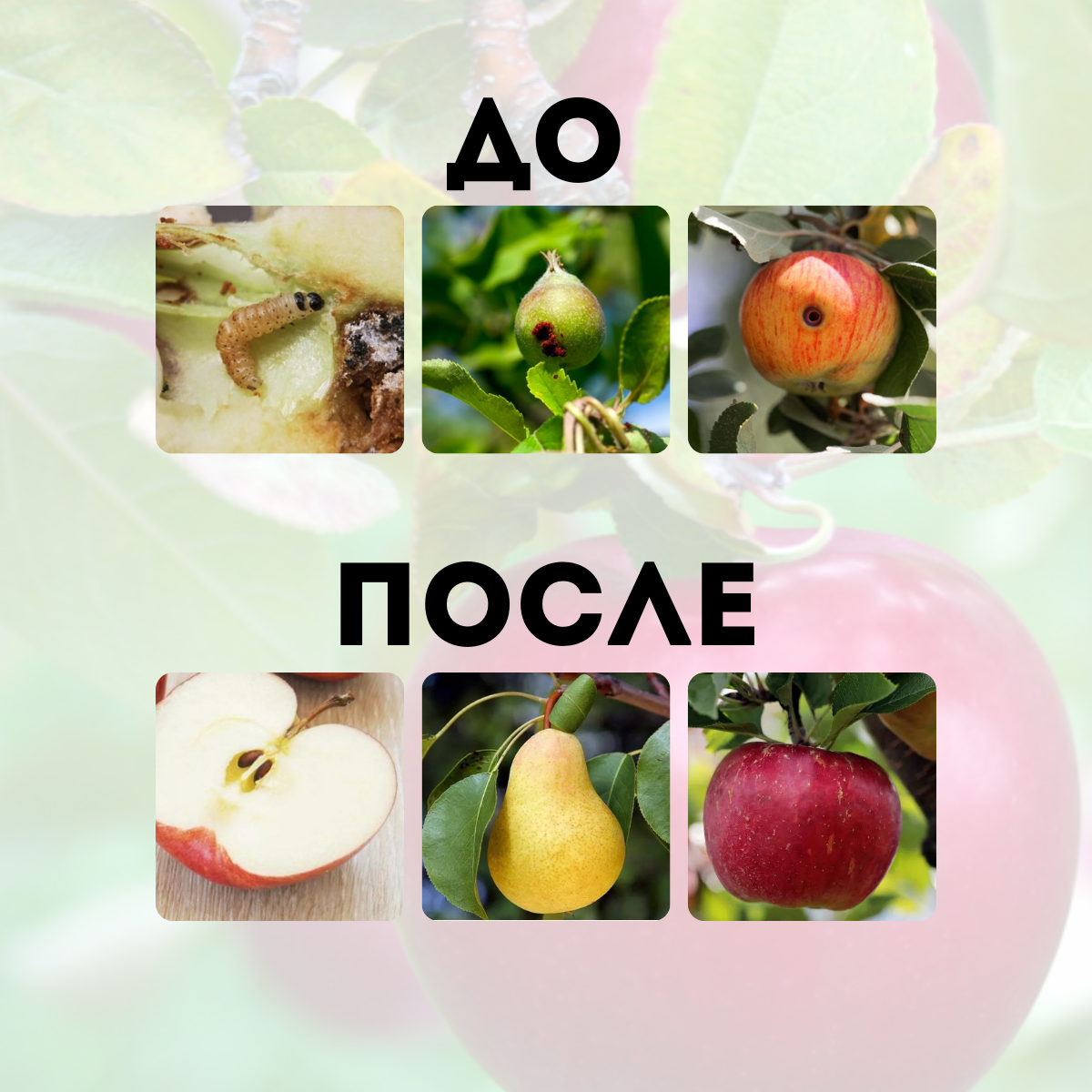 Феромон Феромонная ловушка от яблонной плодожорки, 2 шт - фотография № 5