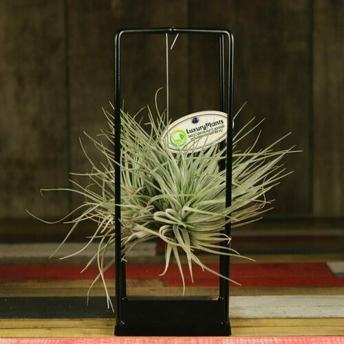 Тилландсия серо-зеленая на прямоугольной опоре