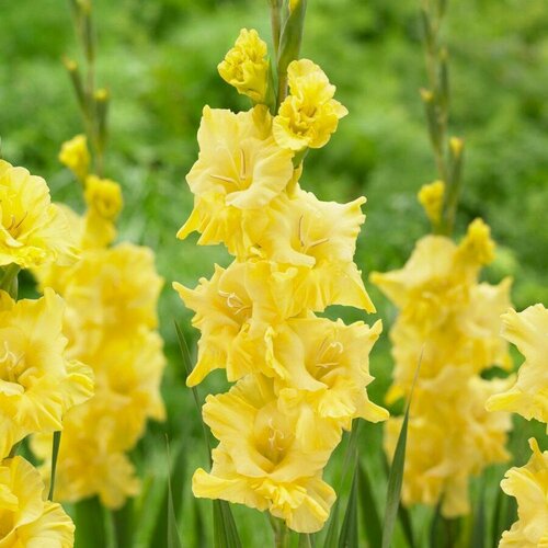 Гладиолус Рут ду Солейл (3 луковицы). Holland Bulbs (Голландия)