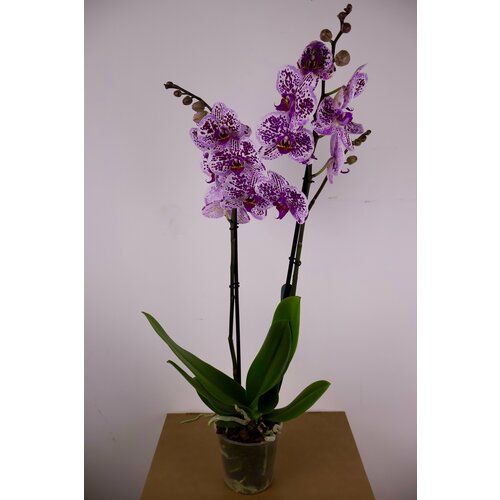 Орхидея Фаленопсис 