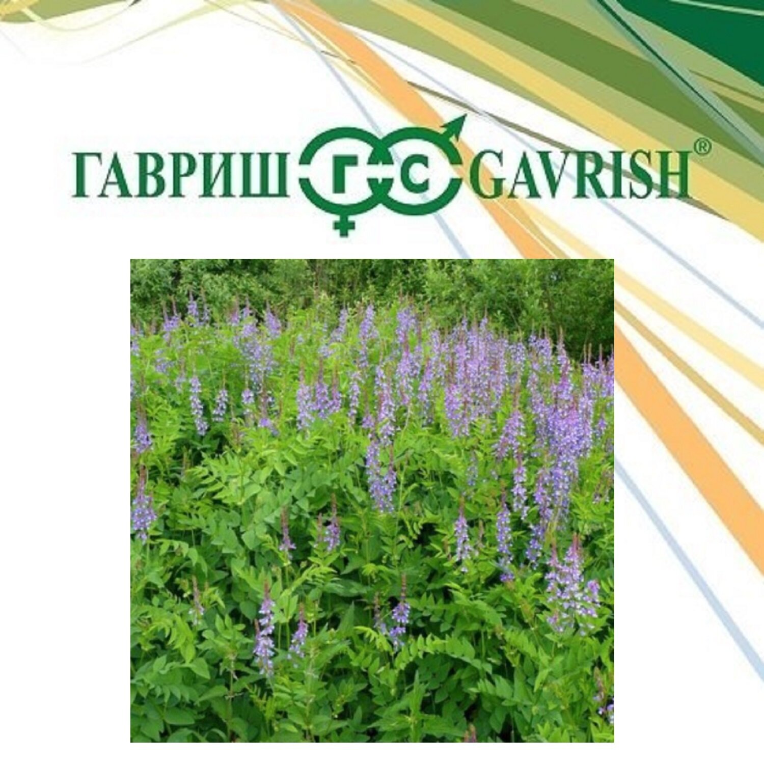 фото Семена Козлятник Ялгинский, 0,5кг, Гавриш, Зеленое удобрение