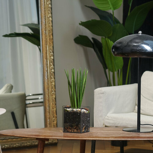 Сансевиерия цилиндрика в кашпо из стекла Пятиугольник 4990₽