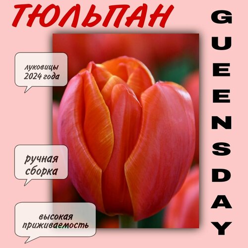 Луковицы тюльпана, сорт Queensday, 10 шт