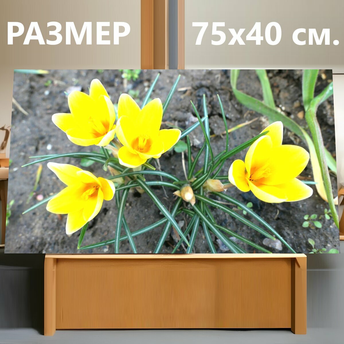 Картина на холсте "Крокусы, цветы, весна" на подрамнике 75х40 см. для интерьера