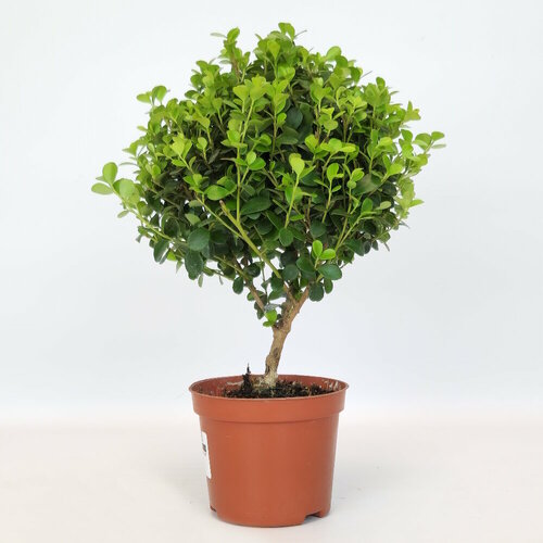 Мирсина африканская на штамбе, D-9