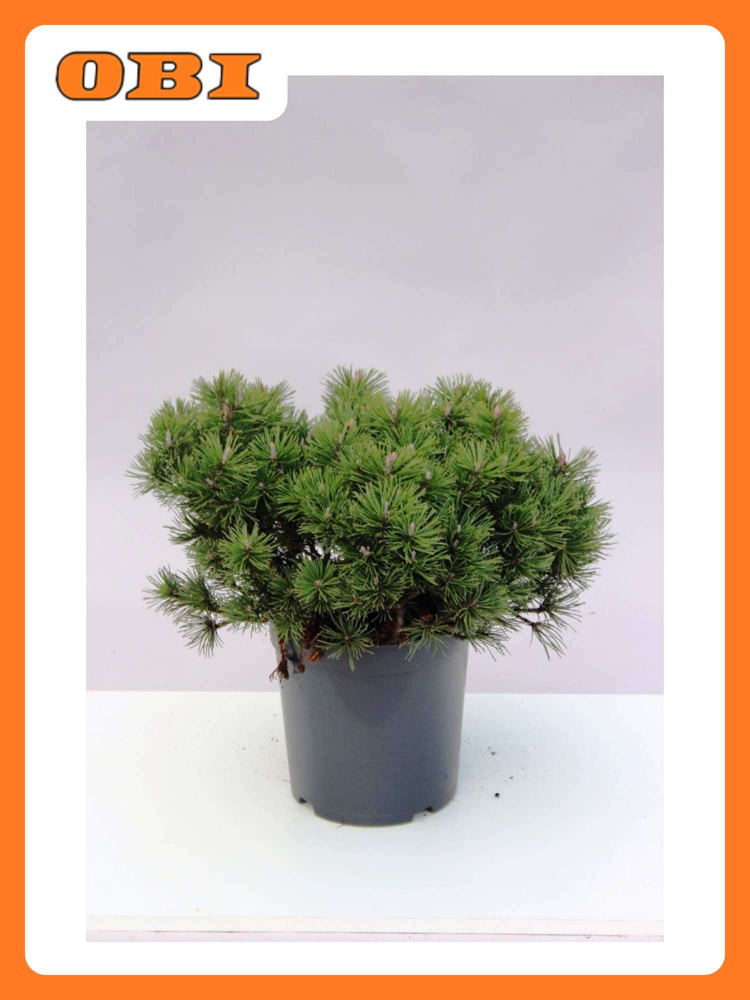 Сосна горная 