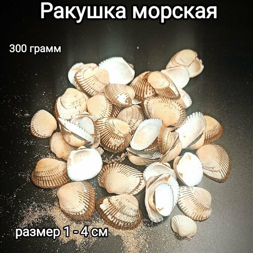 Ракушка морская, натуральная 300 грамм