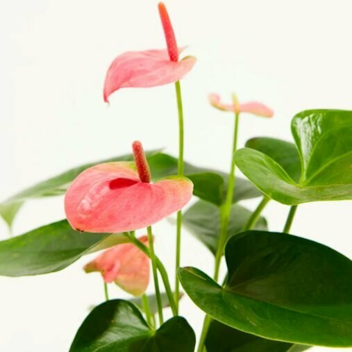 Антуриум Андре Розовый (лат. Anthurium Аndraeanum Pink) D85см