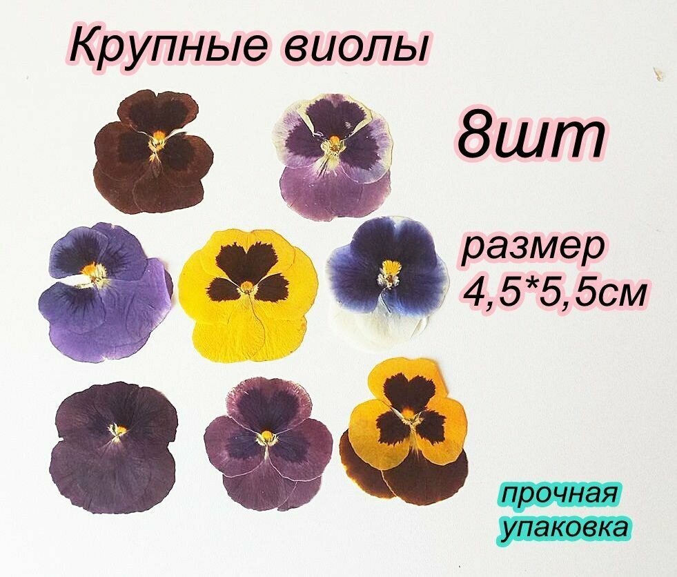 Сухоцвет анютины , крупные. Ассорти . Виолы для творчества, создания картин.8шт в наборе