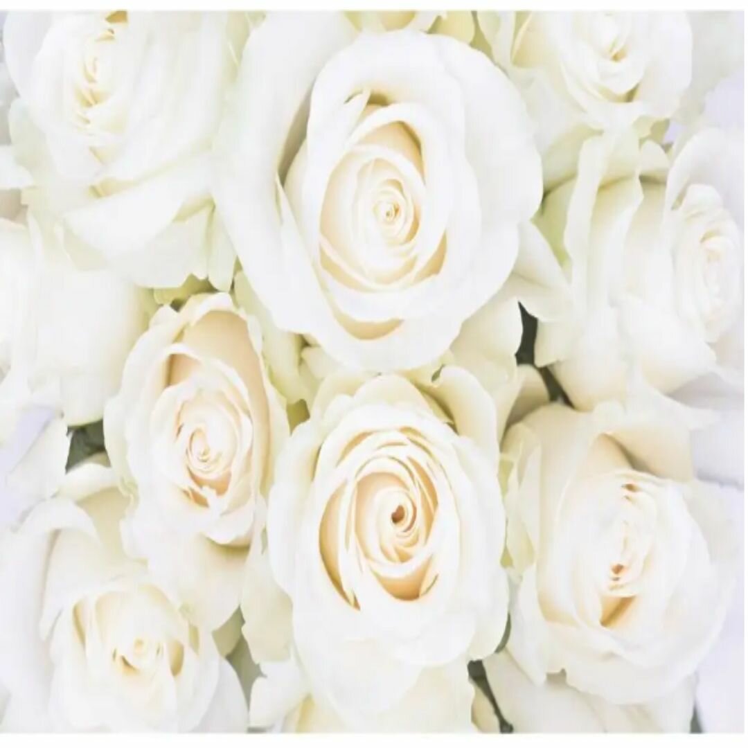 Фотообои "Белые розы" 280х200 см