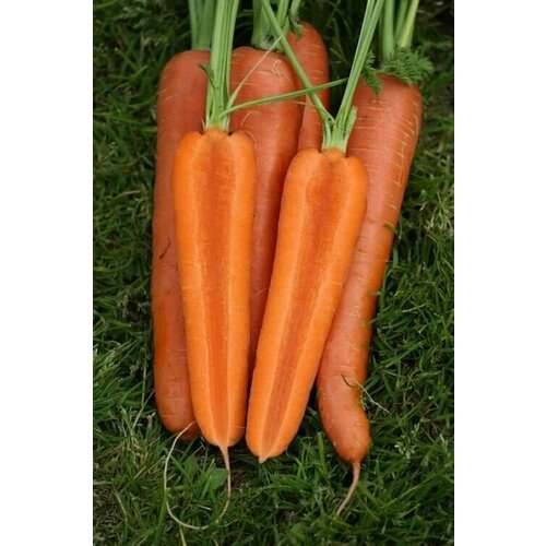 Коллекционные семена моркови Аурантина F1