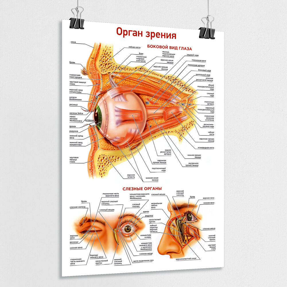 Обучающий медицинский плакат "Орган зрения" / А-1 (84x60 см.)