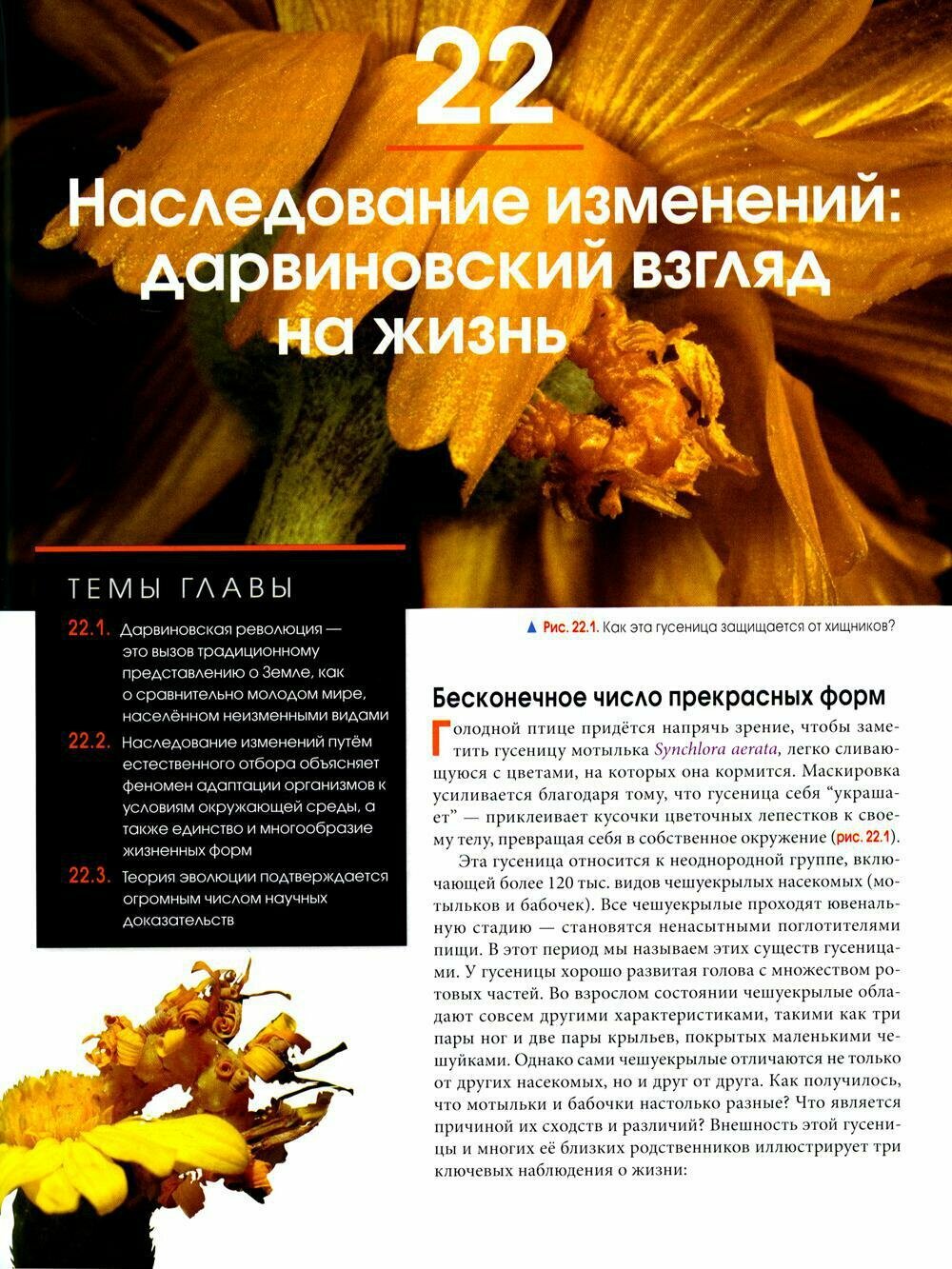 Биология Campbell, том 2. Механизмы эволюции. Эволюция и биоразнообразие. Растительные формы жизни - фото №9