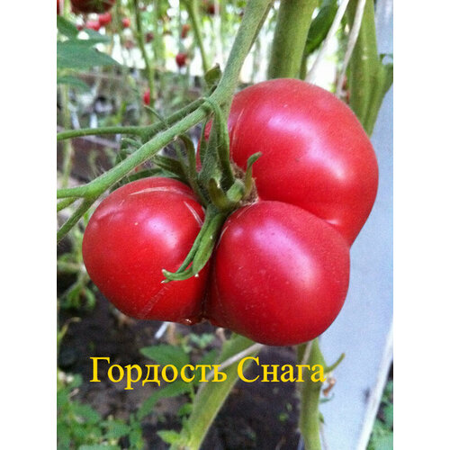Коллекционные семена томата Гордость Снага коллекционные семена томата гордость сибири