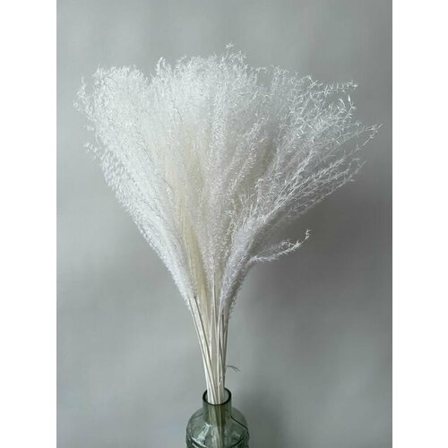 Мискантус белый 1200₽