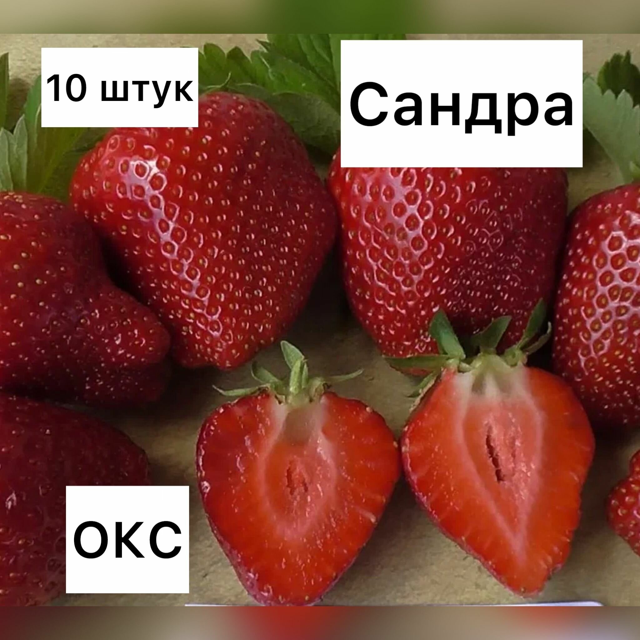 Клубника ранняя сандра 10 штук