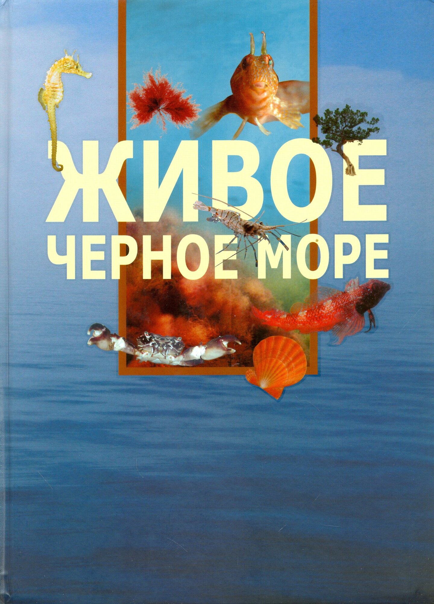 Живое Черное море (Александр Вершинин) - фото №11