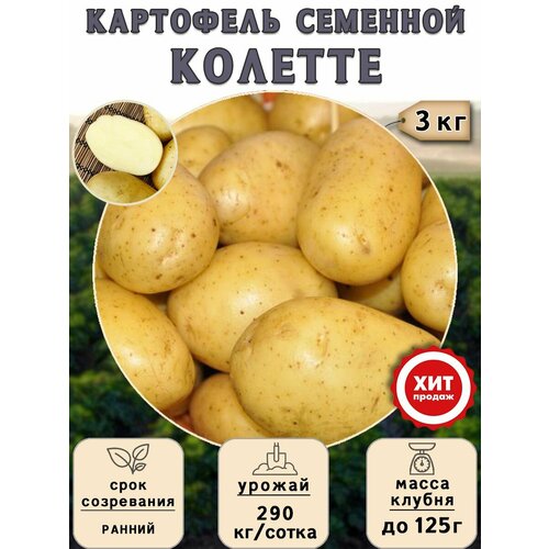 Клубни картофеля на посадку Колетте (суперэлита) 3 кг Ранний картофель колетте рс1 2 кг