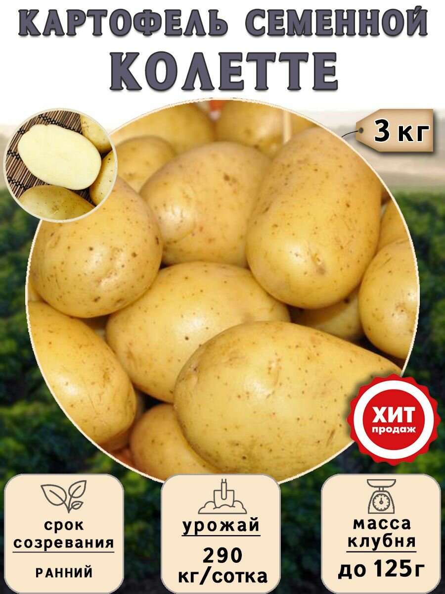 Клубни картофеля на посадку Колетте (суперэлита) 5 кг Ранний