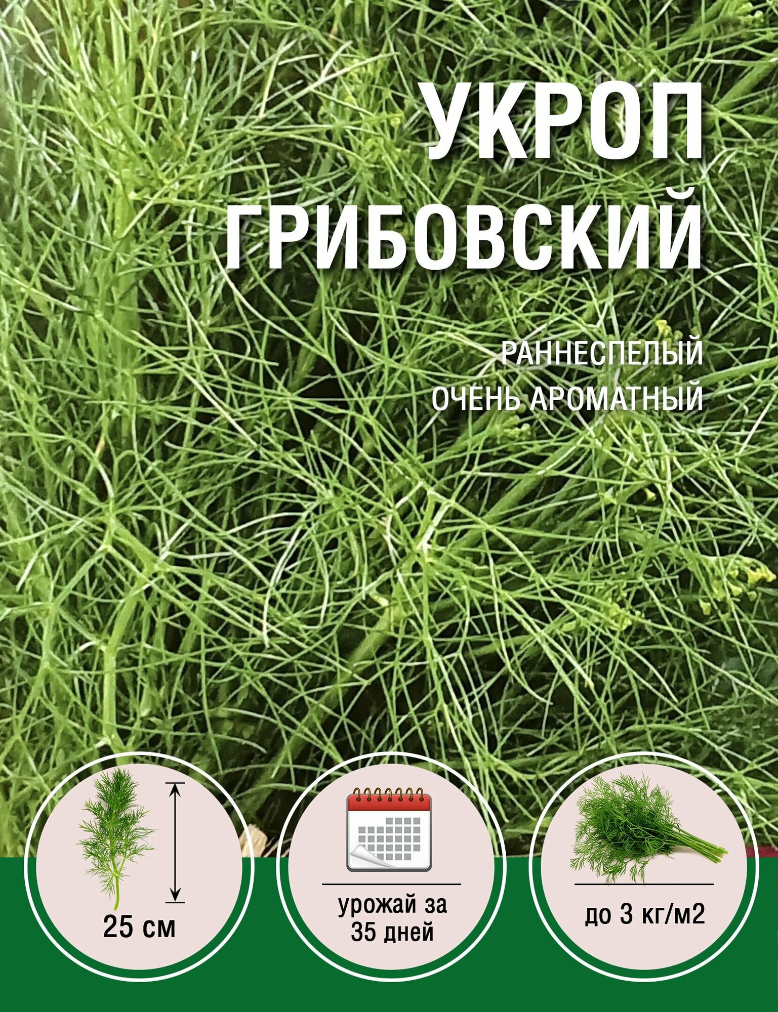 Семена. Укроп "Грибовский" (10 пакетов по 30 г) (количество товаров в комплекте: 10)