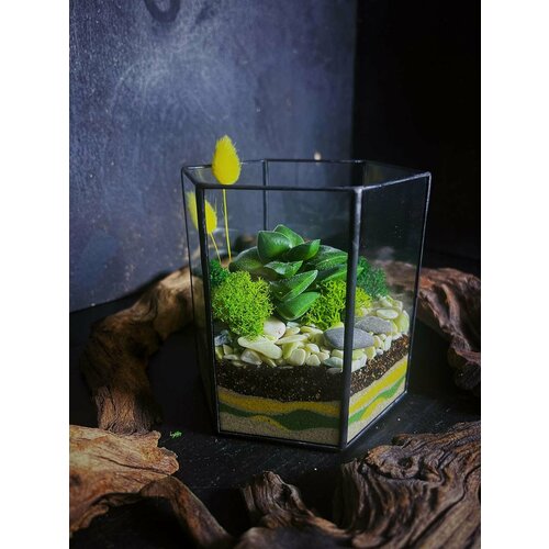 Флорариум FLOLEFOR с красивым суккулентом Lemon 2400₽